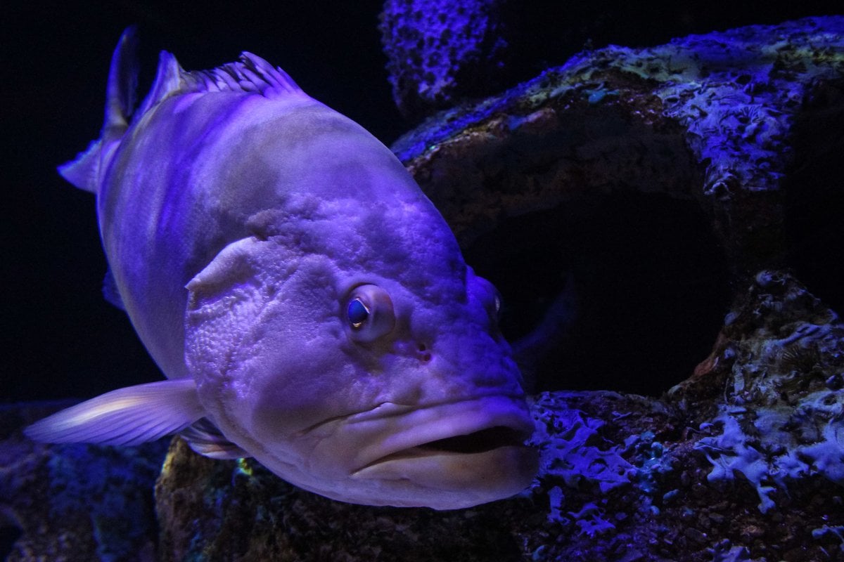 Mote Marine Laboratory - Gallery Image 2